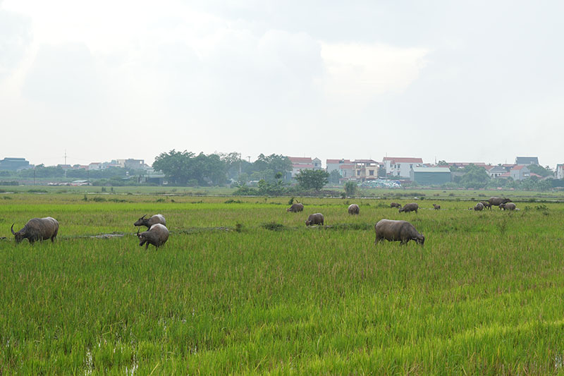 田園風景