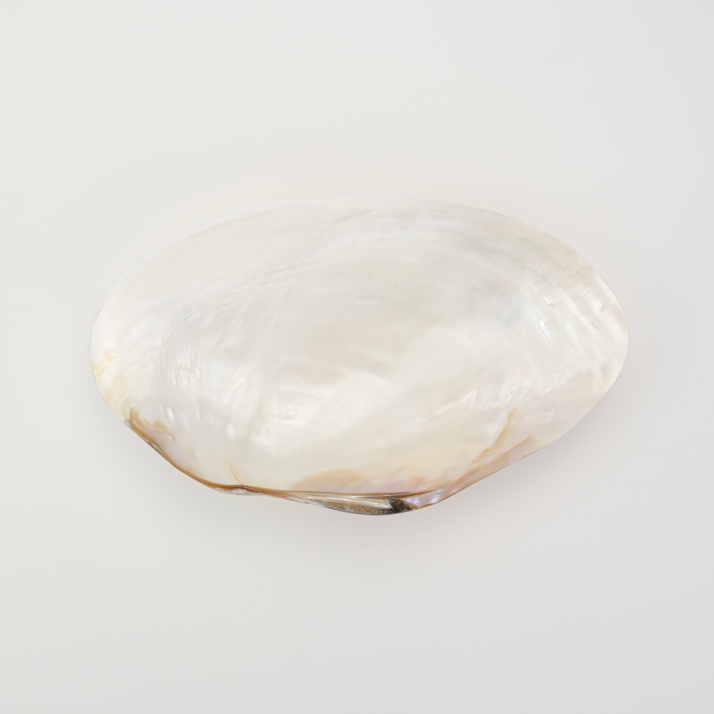 白貝
